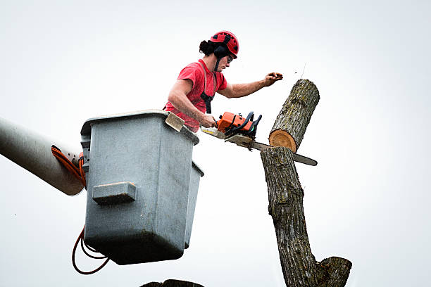 How Our Tree Care Process Works  in  Enterprise, UT